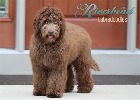 Riverbend labradoodles - cedarhilllabradoodles.com Quality Labradoodle Puppies | Cedar Hill Labradoodles | Illinois Cedar Hill Labradoodles - breeding high quality Labradoodle and double doodle puppies since 2006. 3 year health guarantee. Located in southern Illinois, an easy drive from St Louis or Nashville. Delivery option available for Chicago. Daily Traffic: 0 Website Worth: $ 5,500